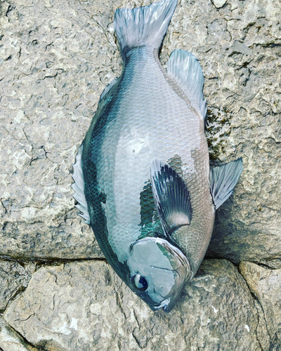 クチブトグレの釣果