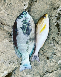 イサキの釣果