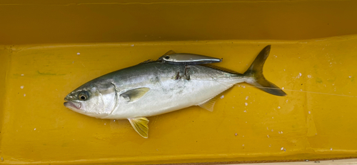 ワカシの釣果