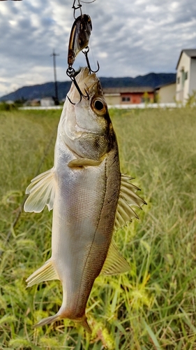 釣果