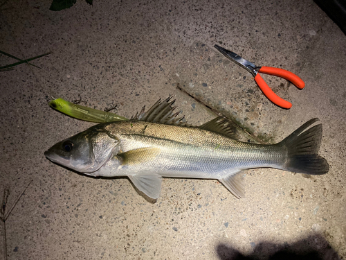 シーバスの釣果