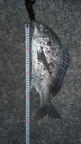 チヌの釣果