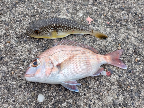 マダイの釣果