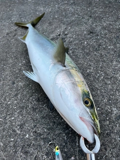 メジロの釣果