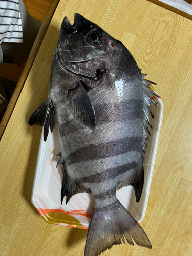 イシダイの釣果