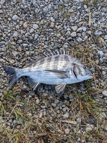 チヌの釣果