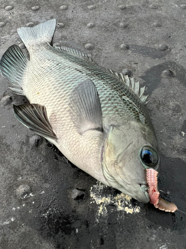 グレの釣果