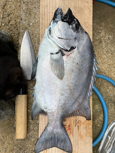 イシダイの釣果