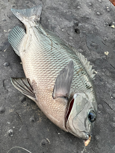 グレの釣果