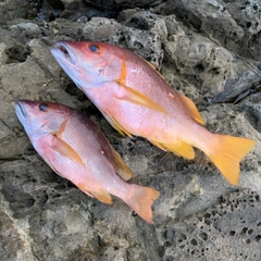 シブダイの釣果