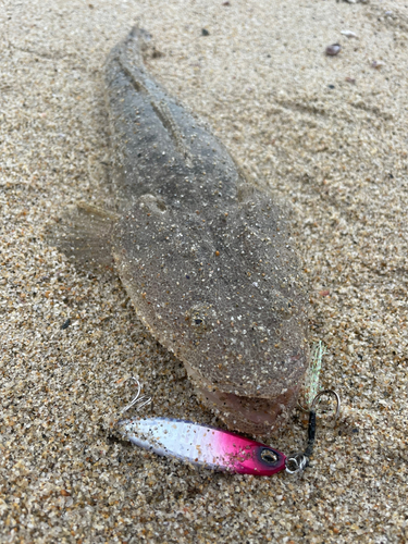 マゴチの釣果