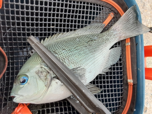 メジナの釣果