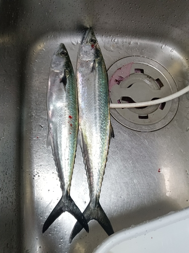 サゴシの釣果