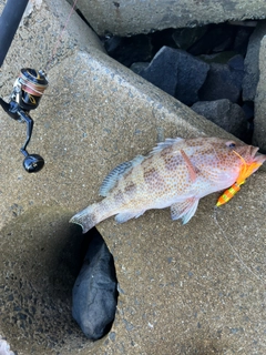 オオモンハタの釣果