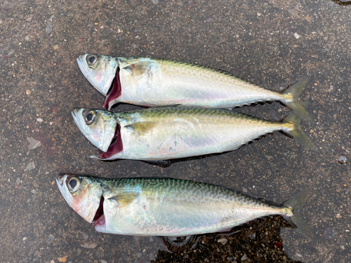 サバの釣果