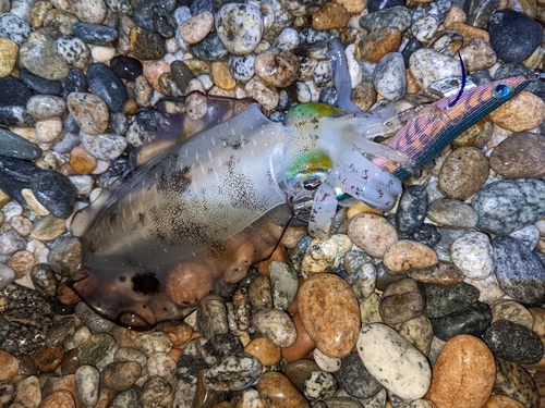 アオリイカの釣果