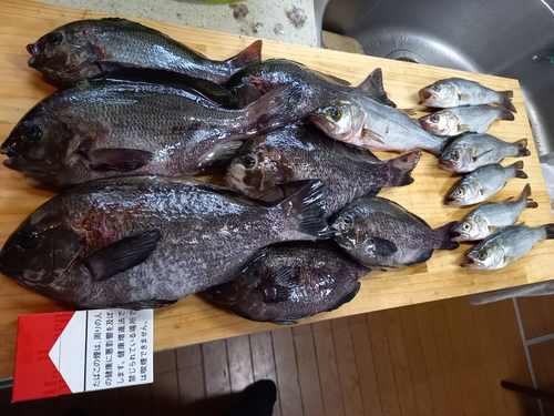 クチブトグレの釣果