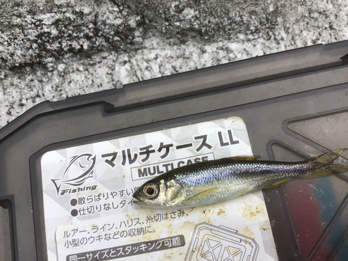 カワムツの釣果