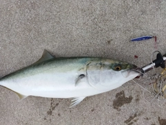 メジロの釣果