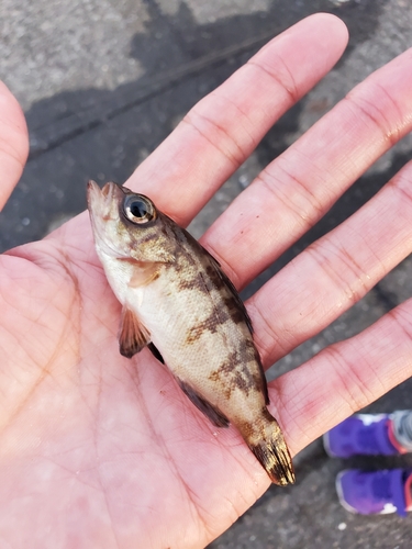 メバルの釣果