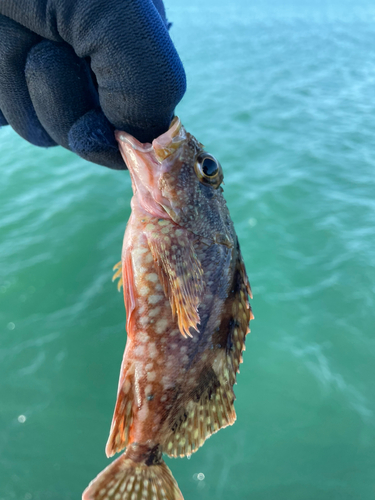 カサゴの釣果