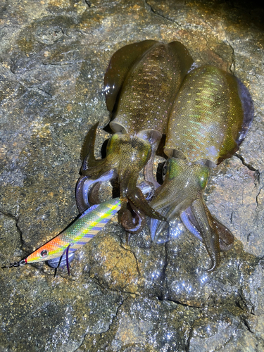 アオリイカの釣果