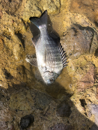 メイタの釣果