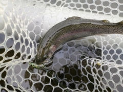 ニジマスの釣果