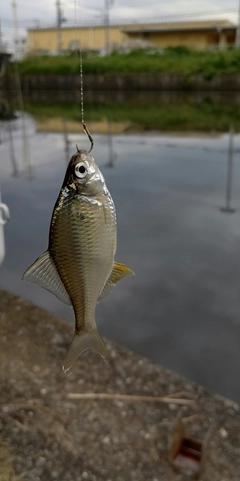 タナゴの釣果