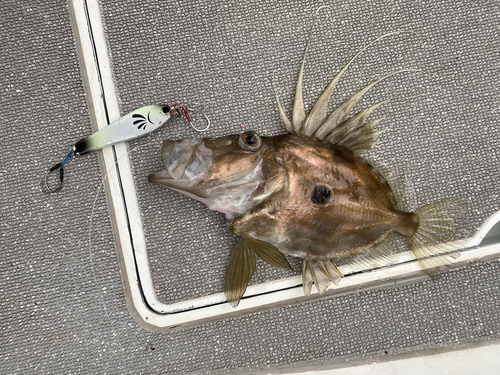 マトウダイの釣果