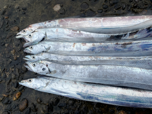 タチウオの釣果