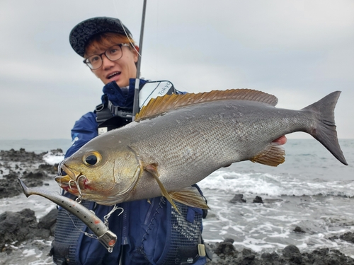 イサキの釣果