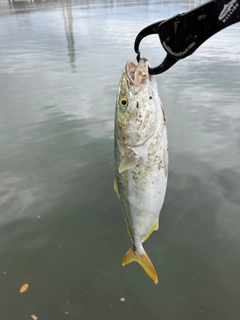 ツバイソの釣果