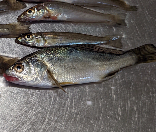 イシモチの釣果