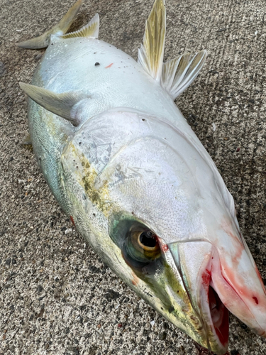 ハマチの釣果