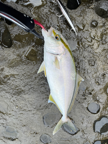 ショゴの釣果