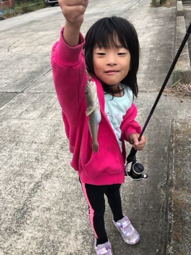 ハゼの釣果