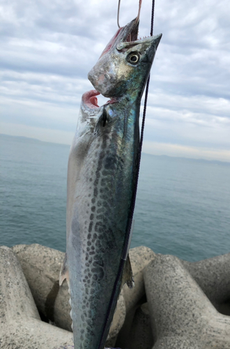 サゴシの釣果