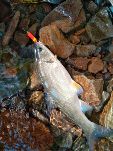 カニの釣果