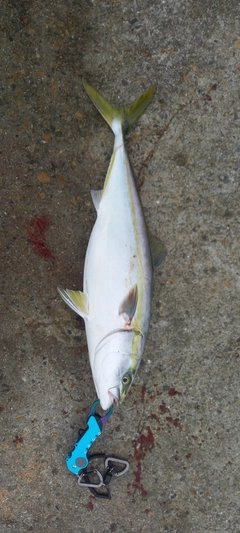 ハマチの釣果