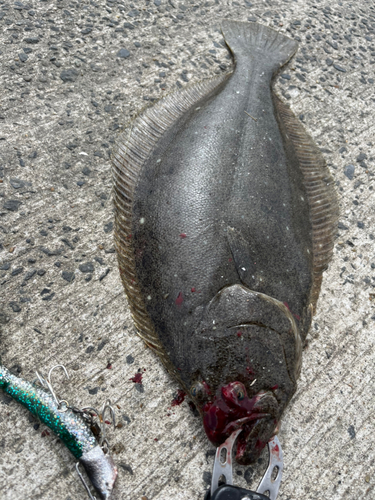 ヒラメの釣果