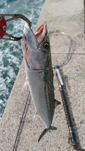 サゴシの釣果