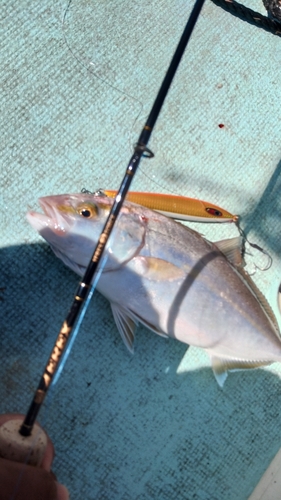 カンパチの釣果