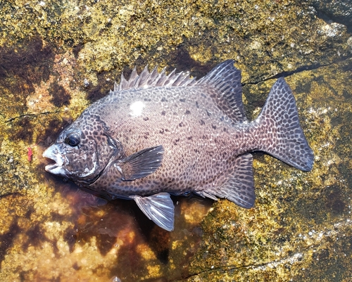 イシガキダイの釣果