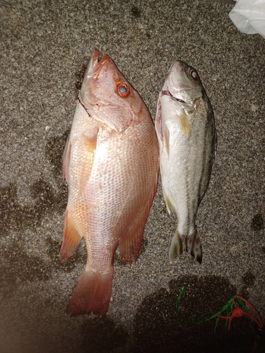 沖縄本島で釣れたゴマフエダイの釣り・釣果情報 - アングラーズ