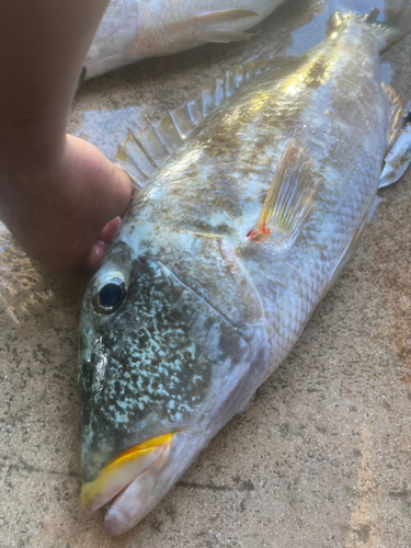 ムネアカクチビの釣果