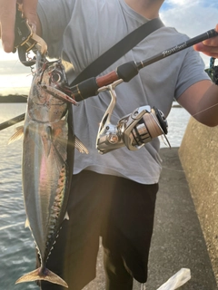 マルソウダの釣果