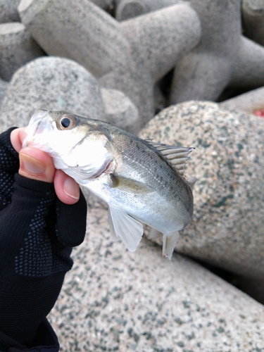 セイゴ（タイリクスズキ）の釣果