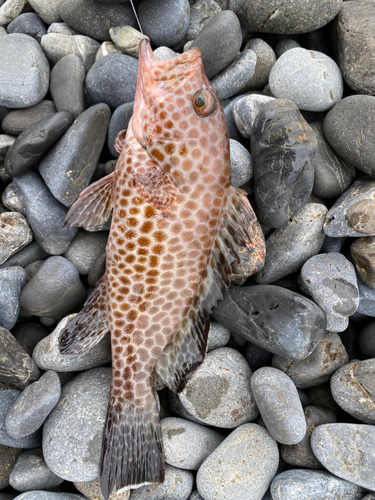 オオモンハタの釣果