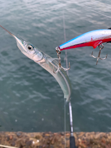 サヨリの釣果